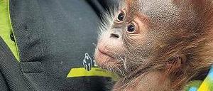 Tschüss, Kleine. Nur noch bis Sonntag ist Rieke im Zoo zu sehen. 