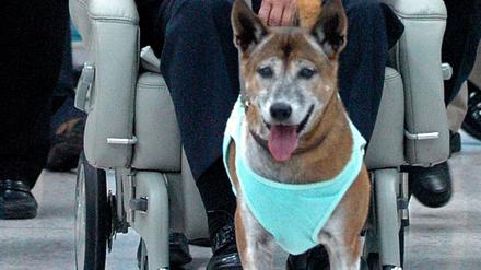 Wer diesen Hund des Königs von Thailand, Bhumibol Adulyadej, beleidigt, muss mit einer langen Haftstrafe rechnen. Hier ein Bild aus dem Jahre 2010. 