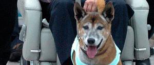 Wer diesen Hund des Königs von Thailand, Bhumibol Adulyadej, beleidigt, muss mit einer langen Haftstrafe rechnen. Hier ein Bild aus dem Jahre 2010. 