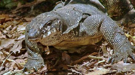 Aus dem Versteck. Varanus palawanensis, eine neue Waranart.