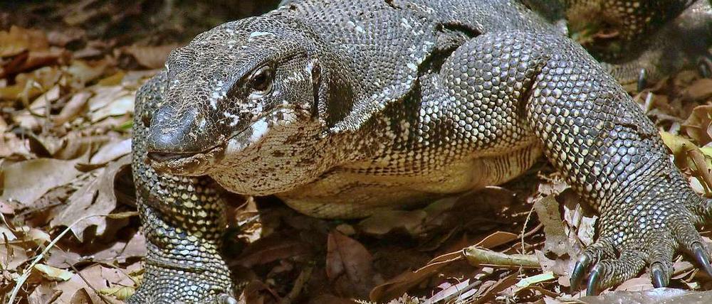 Aus dem Versteck. Varanus palawanensis, eine neue Waranart.