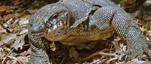 Aus dem Versteck. Varanus palawanensis, eine neue Waranart.
