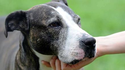 Der Vorfall in Reinickendorf hat die Debatte über den richtigen Umgang mit gefährlichen Hunden neu entfacht.