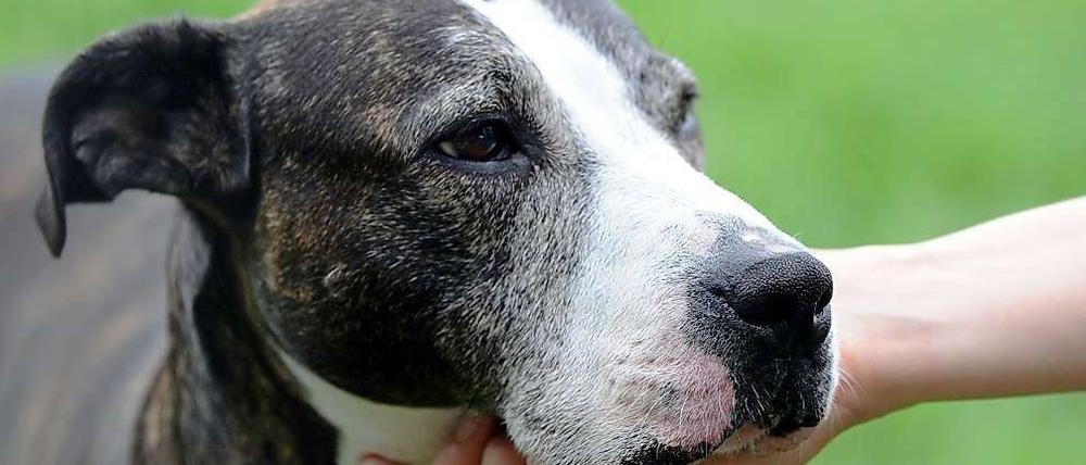 Der Vorfall in Reinickendorf hat die Debatte über den richtigen Umgang mit gefährlichen Hunden neu entfacht.