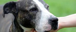 Der Vorfall in Reinickendorf hat die Debatte über den richtigen Umgang mit gefährlichen Hunden neu entfacht.