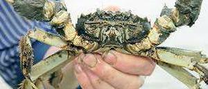 Blinder Passagier. Die Chinesische Wollhandkrabbe kam mit Schiffen nach Europa, wo sie kaum natürliche Feinde hat.