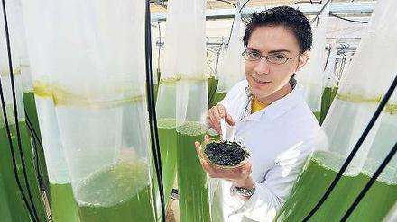 Grün ist die Hoffnung. Der Wissenschaftler Michael Sanguineti zeigt Algen, die aus einem Forschungsprojekt des Kraftwerksbetreibers RWE stammen. Die Rauchgase des benachbarten Braunkohlekraftwerks Niederaußem werden dafür durch lange, mit einer Algensuspension gefüllte Schläuche geleitet, in denen das Kohlendioxid abgebaut wird. 