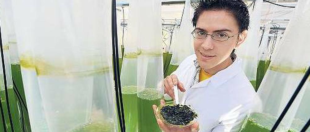 Grün ist die Hoffnung. Der Wissenschaftler Michael Sanguineti zeigt Algen, die aus einem Forschungsprojekt des Kraftwerksbetreibers RWE stammen. Die Rauchgase des benachbarten Braunkohlekraftwerks Niederaußem werden dafür durch lange, mit einer Algensuspension gefüllte Schläuche geleitet, in denen das Kohlendioxid abgebaut wird. 