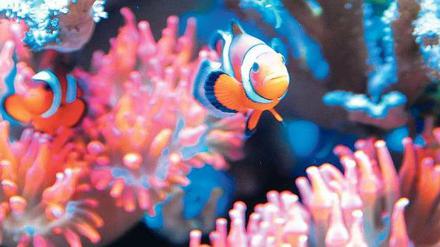 Hallo, Nemo! Der Star des Disney-Films schwimmt auch im Becken des Seewasser-Aquarianers Roland Kiesinger: ein Clownfisch.