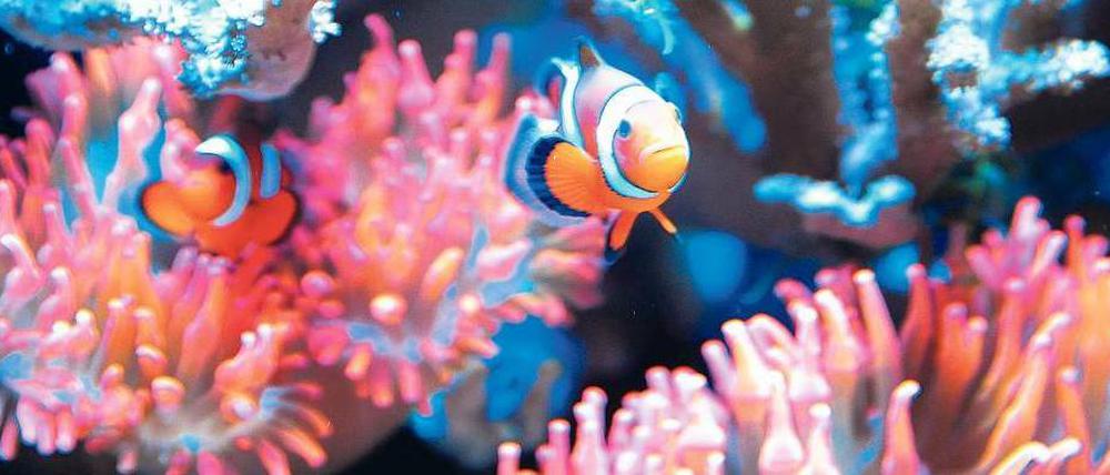 Hallo, Nemo! Der Star des Disney-Films schwimmt auch im Becken des Seewasser-Aquarianers Roland Kiesinger: ein Clownfisch. 