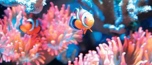 Hallo, Nemo! Der Star des Disney-Films schwimmt auch im Becken des Seewasser-Aquarianers Roland Kiesinger: ein Clownfisch.