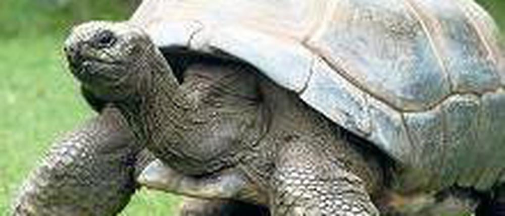Zeugen der Urzeit. Schildkröten sind eng mit den Dinosauriern verwandt.