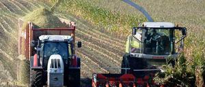 Lebensmittel und Spekulationsobjekt: Mais.