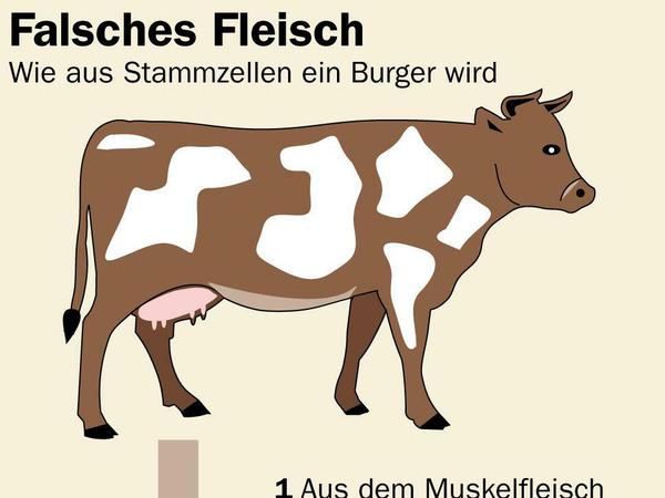 Wie aus Stammzellen Fleisch wird.