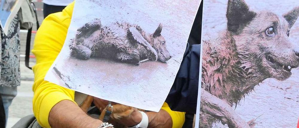 Das Auswärtige Amt warnt vor Straßenhunden in Rumänien. Auf diesem Bild protestieren Tierfreunde gegen die Massentötung in Rumänien.
