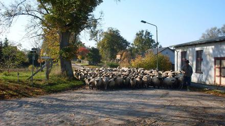 Landidyll. Auf der historischen Kopfsteinpflasterstraße in Friedenfelde gibt es auch noch solche Verkehrshindernisse. Die handbehauenen Granitfindlinge wurden vor mehr als 80 Jahren dort verlegt. Nun sollen rechts und links der Straße Asphaltstreifen angelegt und die Mitte neu gepflastert werden. Aus Sicht der Gegner des Vorhabens wird damit ein wertvolles Stück Kulturlandschaft unwiederbringlich zerstört. 