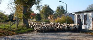 Landidyll. Auf der historischen Kopfsteinpflasterstraße in Friedenfelde gibt es auch noch solche Verkehrshindernisse. Die handbehauenen Granitfindlinge wurden vor mehr als 80 Jahren dort verlegt. Nun sollen rechts und links der Straße Asphaltstreifen angelegt und die Mitte neu gepflastert werden. Aus Sicht der Gegner des Vorhabens wird damit ein wertvolles Stück Kulturlandschaft unwiederbringlich zerstört. 