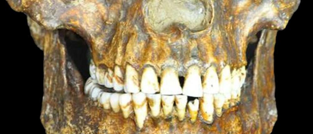 Der Schädel des Kostenki 14 Mannes, der vor 36000 Jahren in Westsibirien in der Nähe des heutigen Ortes Kostenki lebte. 