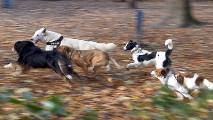 Hunde toben einem Park. 