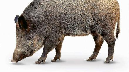 Unser Autor hatte Schwein - eines wie dieses.