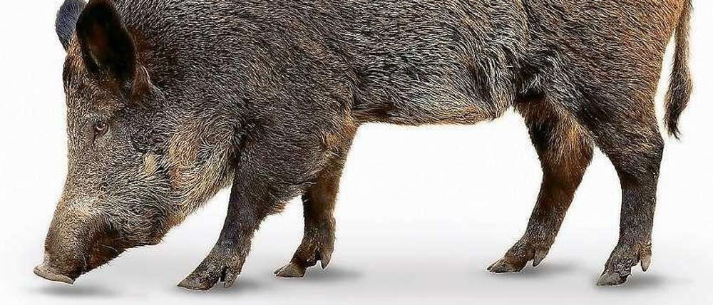 Unser Autor hatte Schwein - eines wie dieses.