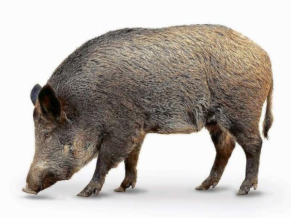 Unser Autor hatte Schwein - eines wie dieses.