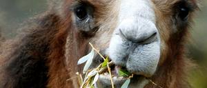 Magic-Direktor Samuel Endres: „Kamele sind gemütliche Grasfresser, die regt nichts auf. Die wollen nur futtern und schlafen.“