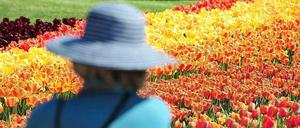 Nicht nur kulturell spielen Tulpen für die Niederlande eine große Rolle. Sie ziehen im Frühjahr auch eine Menge Touristen an.