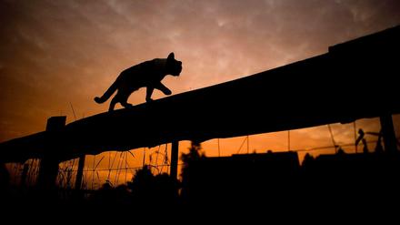 Eine Katze auf Wanderschaft.