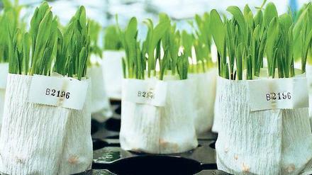 Zarte Triebe. Um Pflanzen mit besonderen Eigenschaften wie Hitze- oder Salztoleranz zu züchten, werden in Deutschland auch gentechnische Methoden genutzt – noch. Dieser Forschungszweig ist durch das geplante Anbauverbot für derartige Pflanzen bedroht.