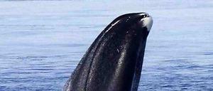 In Mexiko hat ein Wal ein Boot mit Touristen gerammt. 