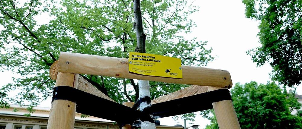 Gut Holz. Schon 3600 Bäume konnten dank der Kampagne gepflanzt werden. Jetzt folgen 600 weitere.