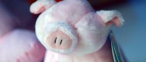 Kuschelschwein im Labor: Alle Teile werden untersucht, auch die Augen.