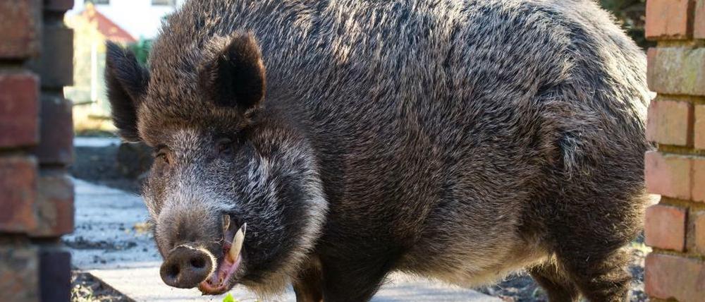 Ein Wildschwein (hier ein Symbolbild) hat am Mittwochabend bei Falkensee einen ICE gestoppt.