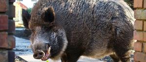 Ein Wildschwein (hier ein Symbolbild) hat am Mittwochabend bei Falkensee einen ICE gestoppt.