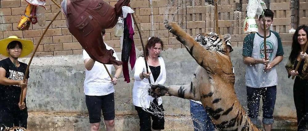 Touristen und ein Mönch "spielen" im März 2013 mit Tigern im Tempel in Thailand.
