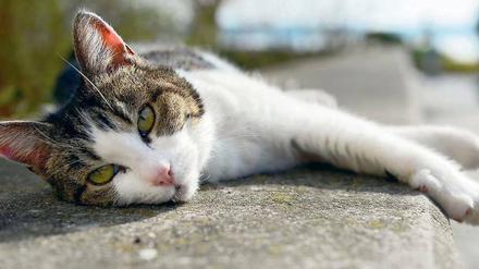 Vorsichtige Annäherung. Katzen können beispielsweise Durchfallerreger übertragen. 