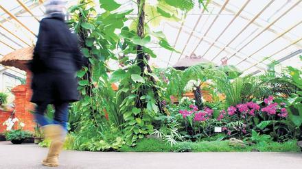 Schwitzen unter der Wintermütze. Im Balinesischen Garten im Erholungspark Marzahn herrschen permanent rund 22 Grad.