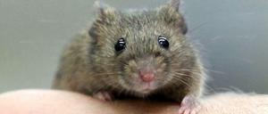 Vererbte Angst bei Mäusen. Ob ein vergleichbarer Mechanismus beim Menschen vorstellbar ist, bleibt bislang noch unbeantwortet.