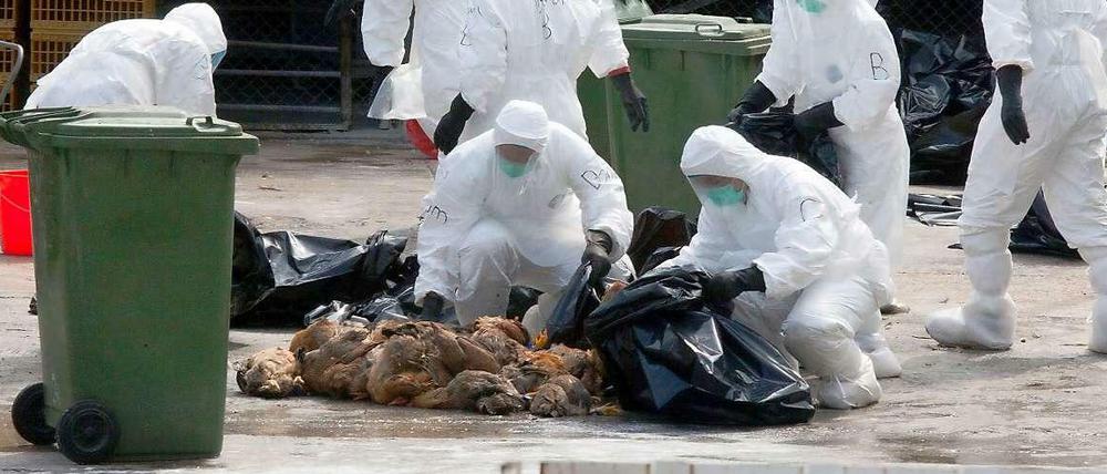 Gekeult. Mitarbeiter des Gesundheitsamtes in Hong Kong beseitigen Hühner, die sicherheitshalber getötet wurden. So soll die Ausbreitung der Vogelgrippe gebremst werden. 
