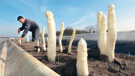 Runter vom Feld. Wenn die letzten Spargel gestochen sind, können auch die – meist aus Polen kommenden – Erntehelfer wieder zurück in ihre Heimat.