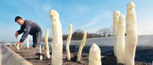 Runter vom Feld. Wenn die letzten Spargel gestochen sind, können auch die – meist aus Polen kommenden – Erntehelfer wieder zurück in ihre Heimat.