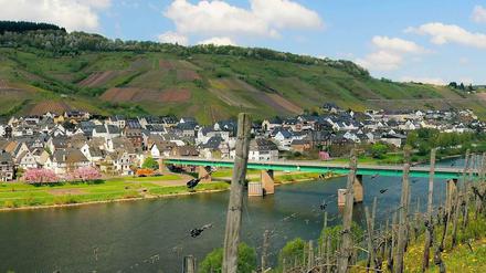 Alles am Fluss. Zum Teil sehr steile Weinberge prägen die Landschaft an der Mosel. Hier ein Panorama der Mittelmosel mit dem kleinen Ferienort Reil.