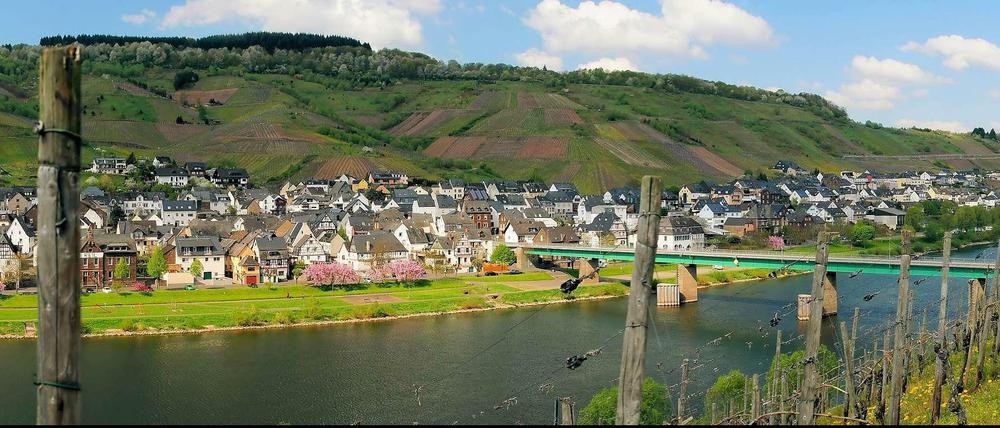 Alles am Fluss. Zum Teil sehr steile Weinberge prägen die Landschaft an der Mosel. Hier ein Panorama der Mittelmosel mit dem kleinen Ferienort Reil.
