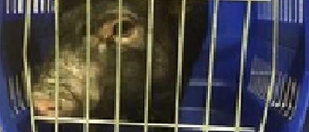 Dieses Schwein hatte sich in einen Neuköllner Hof verlaufen.