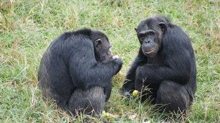 Zwei Schimpansen in fressen auf der Insel Ngamba im Victoria See, Uganda, frische Früchte.