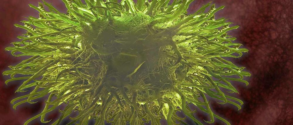 Dendritische Zellen stimulieren die Killerzellen des Immunsystems. Die Immuntherapie verstärkt das Signal der dendritischen Zellen.