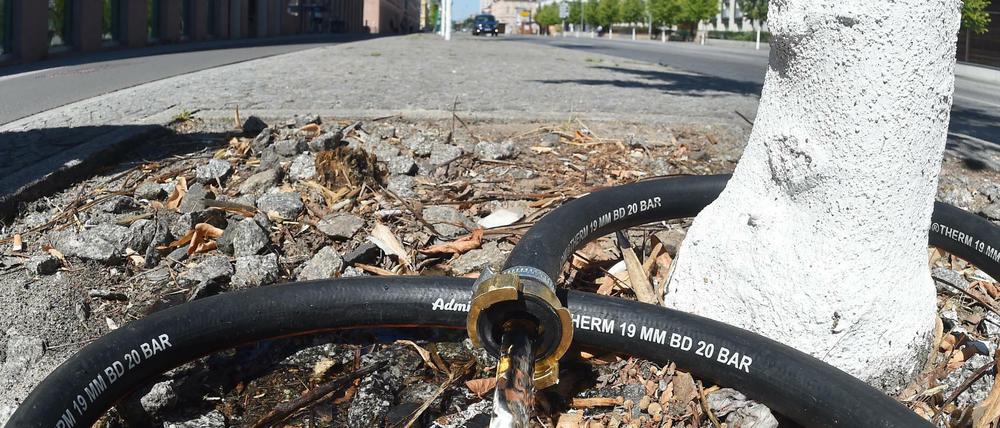 Hitze und Dürre macht den Stadtbäumen besonders zu schaffen – teilweise helfen Anwohner, oder auch mal die Feuerwehr beim gießen.