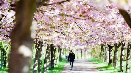 Mann spaziert im Frühling in Berlin.
