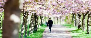 Mann spaziert im Frühling in Berlin.